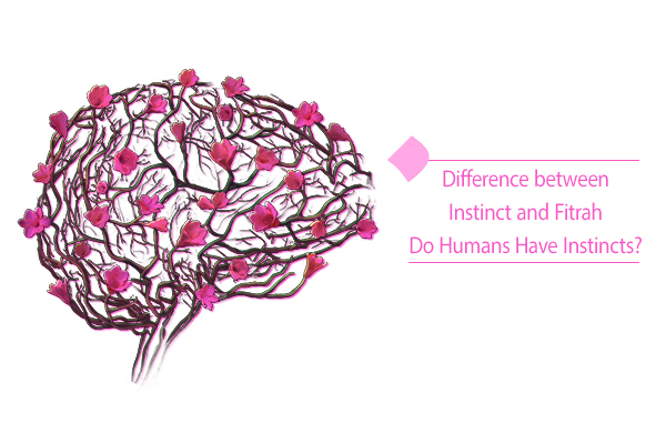 Difference between instinct and fitrah? Do humans have instincts?